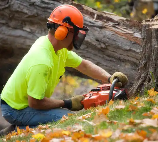 tree services Austin